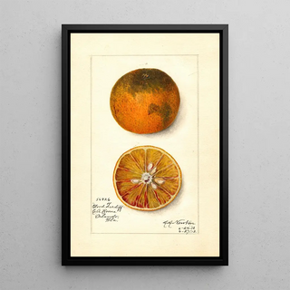 Amanda Almira Newton - Citrus sinensis Blood Tardiff.webp