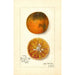 Reproduktion des Gemäldes Citrus sinensis Blood Tardiff - Amanda Almira Newton