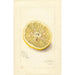 Citrus sinensis Ichang - Amanda Almira Newton — Ansicht des Kunstwerks