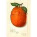 Citrus sinensis New - Amanda Almira Newton — Ansicht des Kunstwerks