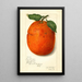 Citrus sinensis New - Amanda Almira Newton — gerahmtes Bild an der Wand