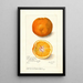 Reproduktion des Gemäldes Citrus sinensis Washington Navel - Amanda Almira Newton