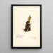 Diospyros - Amanda Almira Newton — gerahmtes Bild an der Wand