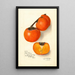 Diospyros Yemon - Amanda Almira Newton — gerahmtes Bild an der Wand
