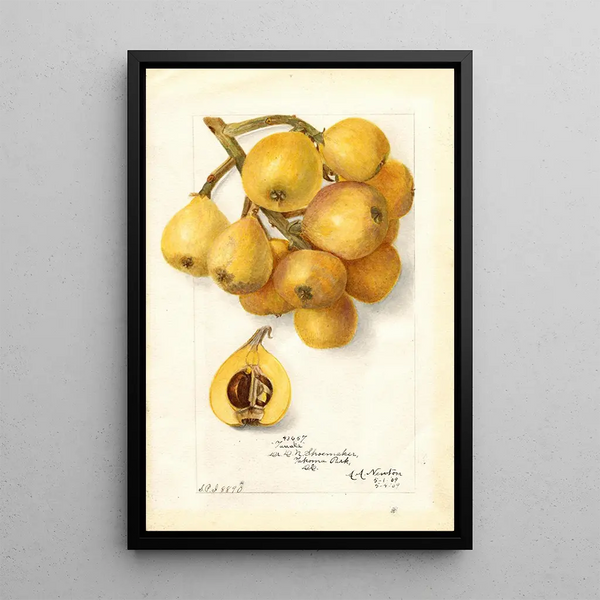Reproduktion des Gemäldes Eriobotrya japonica Tanaka - Amanda Almira Newton