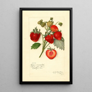 Amanda Almira Newton - Fragaria Commonwealth.webp