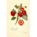 Reproduktion des Gemäldes Fragaria Commonwealth - Amanda Almira Newton