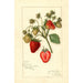 Reproduktion des Gemäldes Fragaria Korsika - Amanda Almira Newton