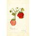 Fragaria Dew - Amanda Almira Newton — Ansicht des Kunstwerks