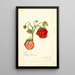 Fragaria Dew - Amanda Almira Newton — gerahmtes Bild an der Wand