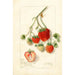 Fragaria Dole - Amanda Almira Newton — Ansicht des Kunstwerks