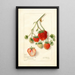 Fragaria Dole - Amanda Almira Newton — gerahmtes Bild an der Wand