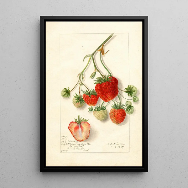 Fragaria Dole - Amanda Almira Newton — gerahmtes Bild an der Wand