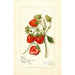 Reproduktion des Gemäldes Fragaria Gibson - Amanda Almira Newton
