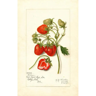 Amanda Almira Newton - Fragaria Gibson.webp