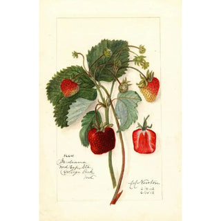 Amanda Almira Newton - Fragaria Indiana.webp