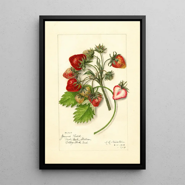 Reproduktion des Gemäldes Fragaria James Todd - Amanda Almira Newton