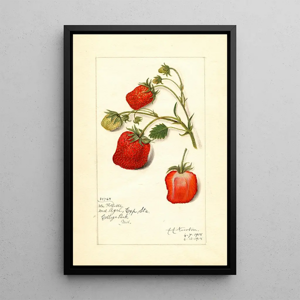 Reproduktion des Gemäldes Fragaria La Follette - Amanda Almira Newton