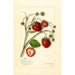 Fragaria Maryland - Amanda Almira Newton — Ansicht des Kunstwerks