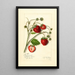 Fragaria Maryland - Amanda Almira Newton — gerahmtes Bild an der Wand
