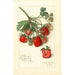 Fragaria Mrs - Amanda Almira Newton — Ansicht des Kunstwerks