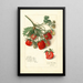 Fragaria Mrs - Amanda Almira Newton — gerahmtes Bild an der Wand