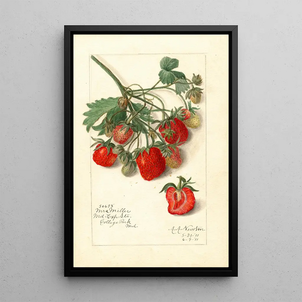 Fragaria Mrs - Amanda Almira Newton — gerahmtes Bild an der Wand