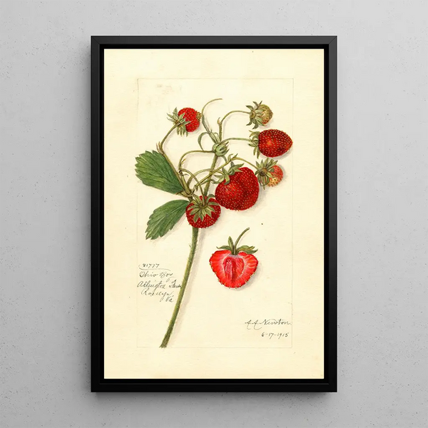 Fragaria Ohio Bay - Amanda Almira Newton — gerahmtes Bild an der Wand