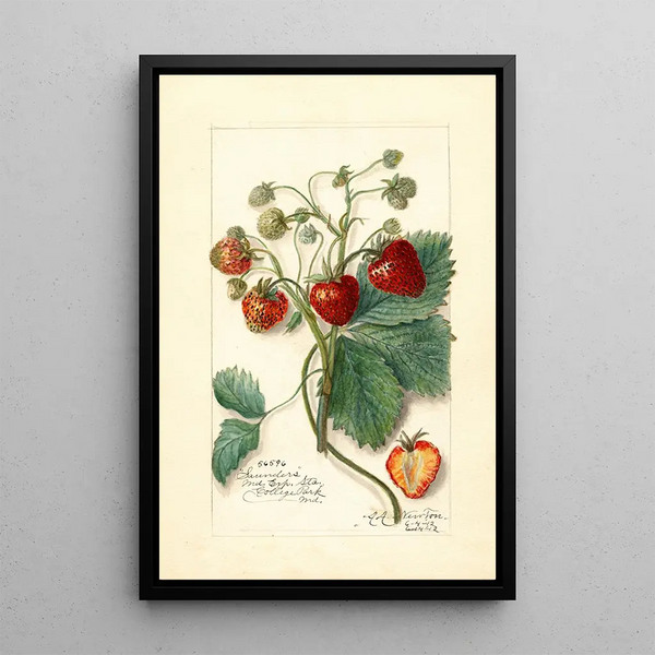 Fragaria Saunders - Amanda Almira Newton — gerahmtes Bild an der Wand