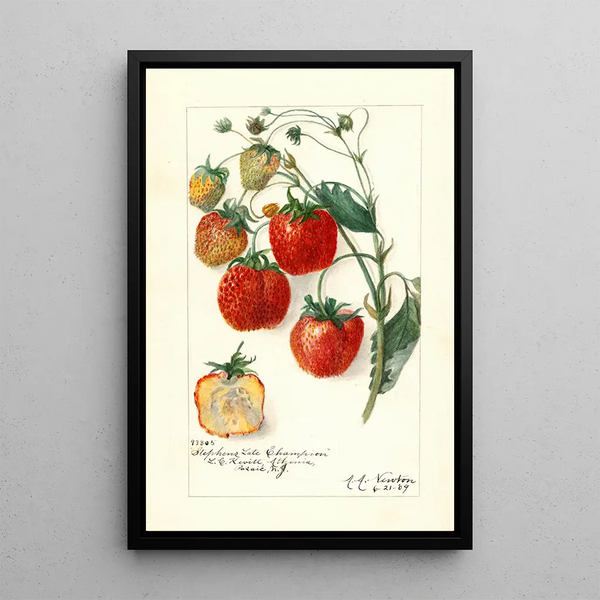 Fragaria Stephens Spätchampion - Amanda Almira Newton — gerahmtes Bild an der Wand