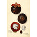 Reproduktion des Gemäldes Garcinia mangostana - Amanda Almira Newton