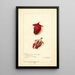 Hibiscus sabdariffa Roselle - Amanda Almira Newton — gerahmtes Bild an der Wand