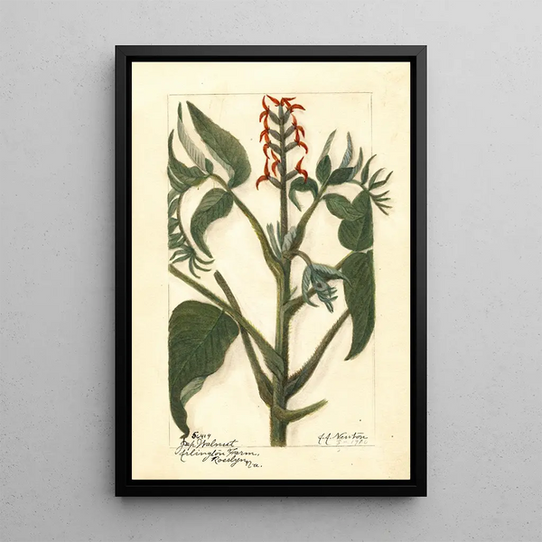 Juglans ailantifolia - Amanda Almira Newton — gerahmtes Bild an der Wand