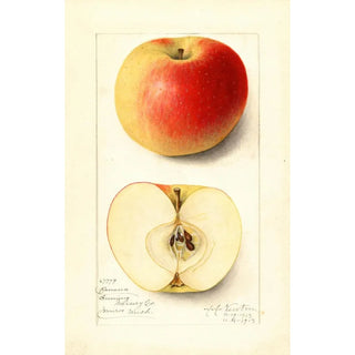 Amanda Almira Newton - Malus domestica Banana.webp