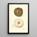 Malus domestica Ben Cap - Amanda Almira Newton — gerahmtes Bild an der Wand