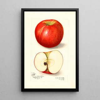 Amanda Almira Newton - Malus domestica Doctor.webp