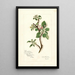 Reproduktion des Gemäldes Malus domestica Jonathan - Amanda Almira Newton