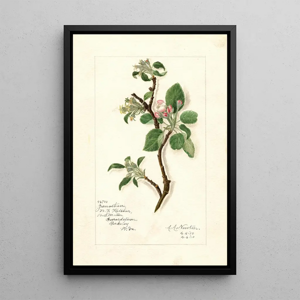 Reproduktion des Gemäldes Malus domestica Jonathan - Amanda Almira Newton