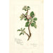 Reproduktion des Gemäldes Malus domestica Jonathan - Amanda Almira Newton
