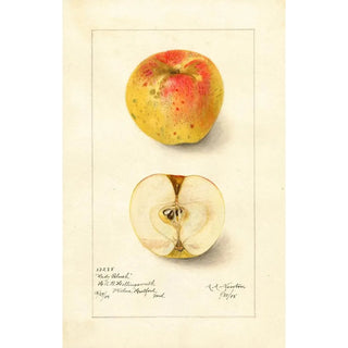 Amanda Almira Newton - Malus domestica Lady Blush.webp