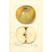 Reproduktion des Gemäldes Malus domestica Pumpkin Sweet - Amanda Almira Newton
