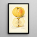 Malus domestica Stones Apple - Amanda Almira Newton — gerahmtes Bild an der Wand