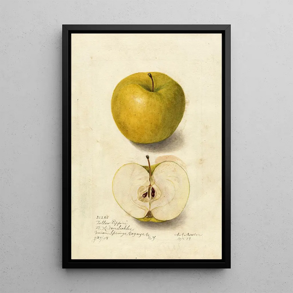 Reproduktion des Gemäldes Malus domestica Tallow Pippin - Amanda Almira Newton