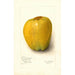 Malus domestica White Pearmain - Amanda Almira Newton — Ansicht des Kunstwerks