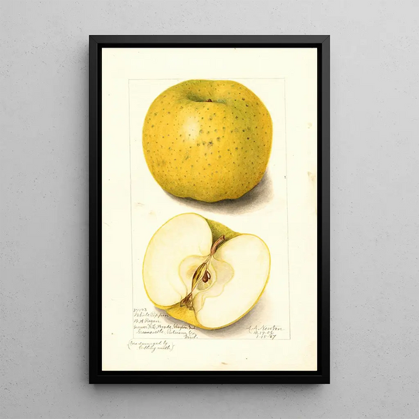 Malus domestica White Pippin - Amanda Almira Newton — gerahmtes Bild an der Wand
