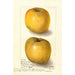 Malus domestica Yellow Newtown - Amanda Almira Newton — Ansicht des Kunstwerks