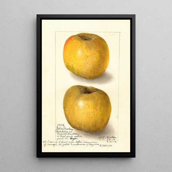 Malus domestica Yellow Newtown - Amanda Almira Newton — gerahmtes Bild an der Wand