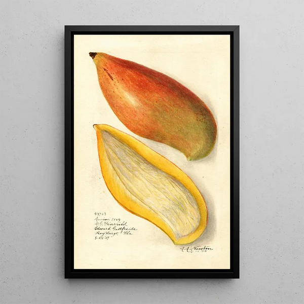 Reproduktion des Gemäldes Mangifera indica Amiri - Amanda Almira Newton