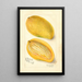 Reproduktion des Gemäldes Mangifera indica Cambodiana - Amanda Almira Newton