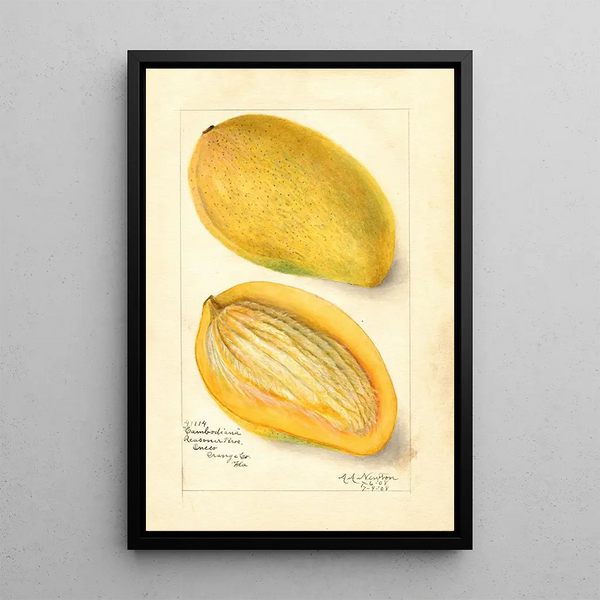 Reproduktion des Gemäldes Mangifera indica Cambodiana - Amanda Almira Newton